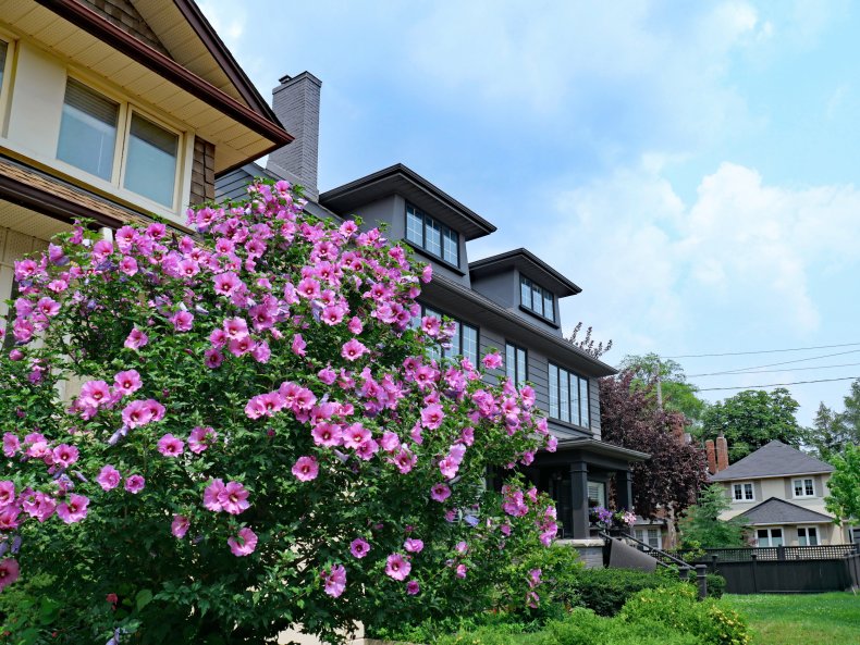 A purple Rose of Sharon bush.