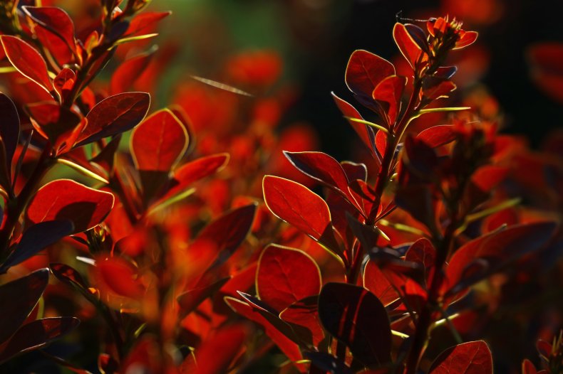 A close up of berberis leaves.