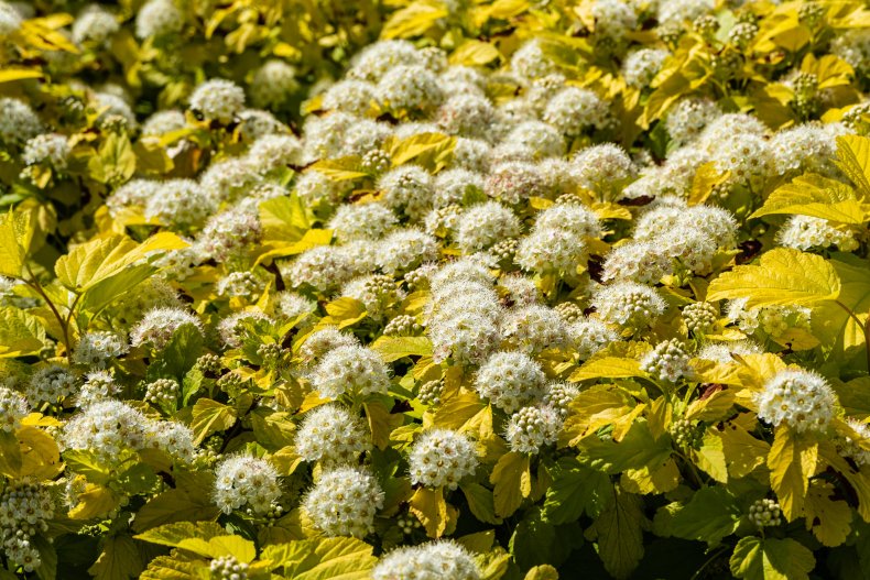 White flowers on bushes of Ninebark.