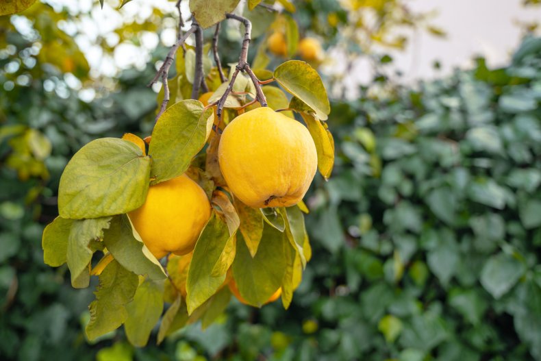 Yellow quinces hanging on a tree branch.