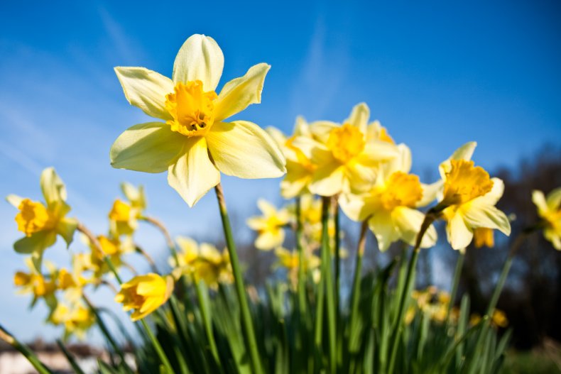 Daffodils under a blue sky.