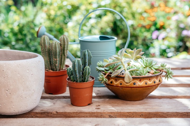 Different plants seen in a home garden.