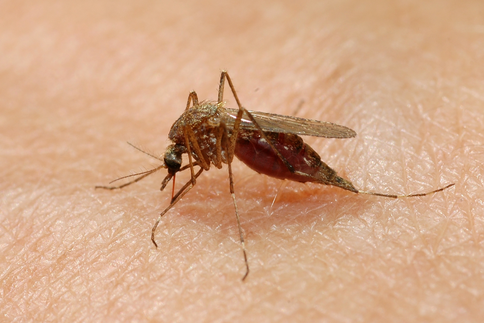 Укус малярии. Комар. Комары и клещи. Инфицированного комар.