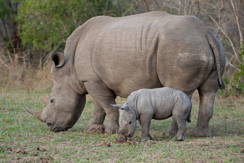 white rhino and calf