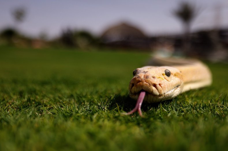 Snake on Grass