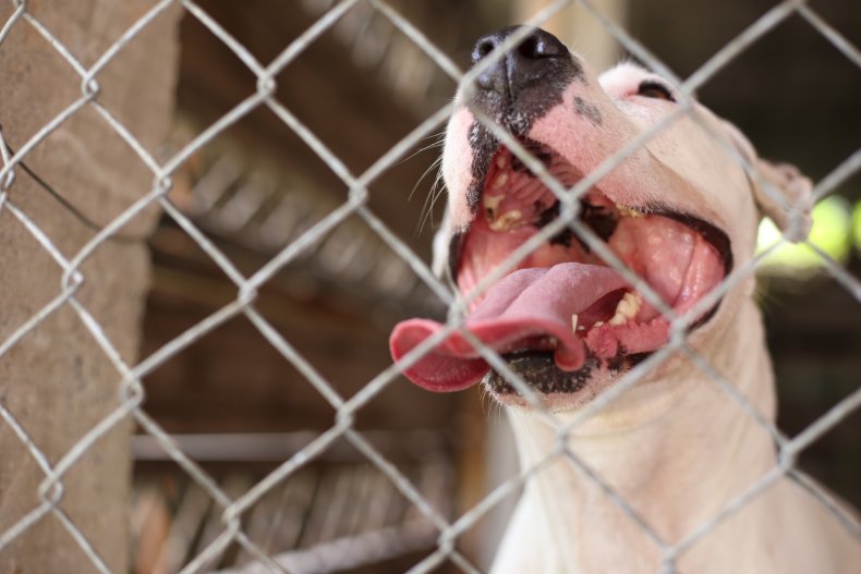 Judge Orders 'Dangerous' Dogs Euthanized