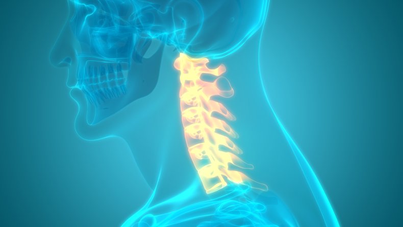 Spine Human
