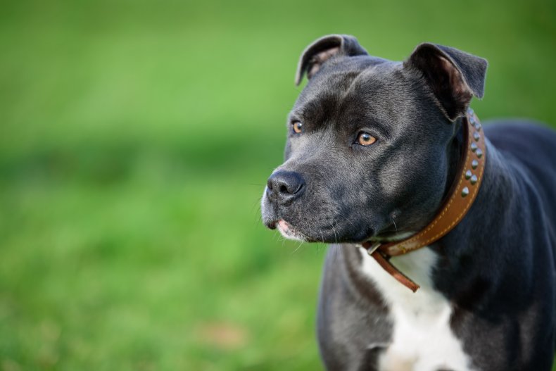 A Staffordshire bull terrier