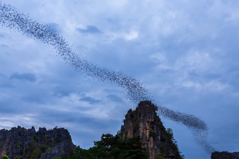 Bats flying in evening sky