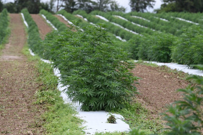 Illegal MJ Farms