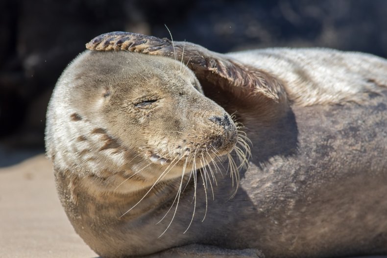 File photo of a seal.