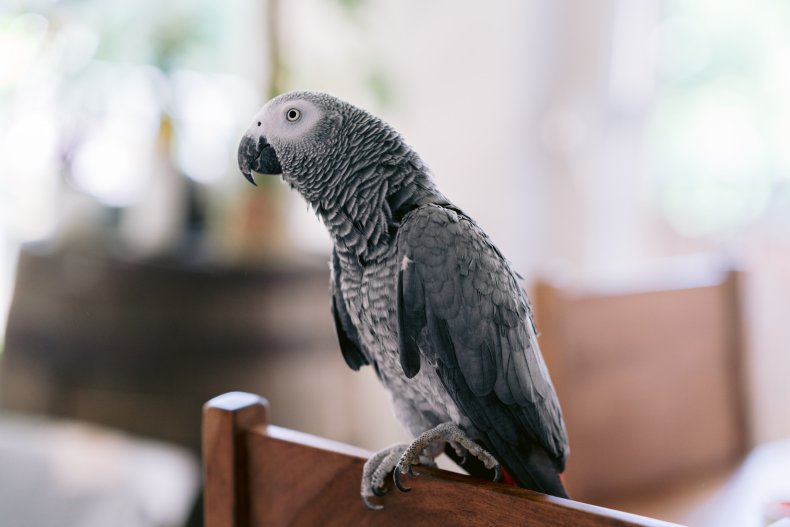 File photo of a gray parrot. 