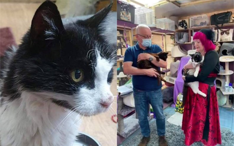 A cat reunited with their owners.