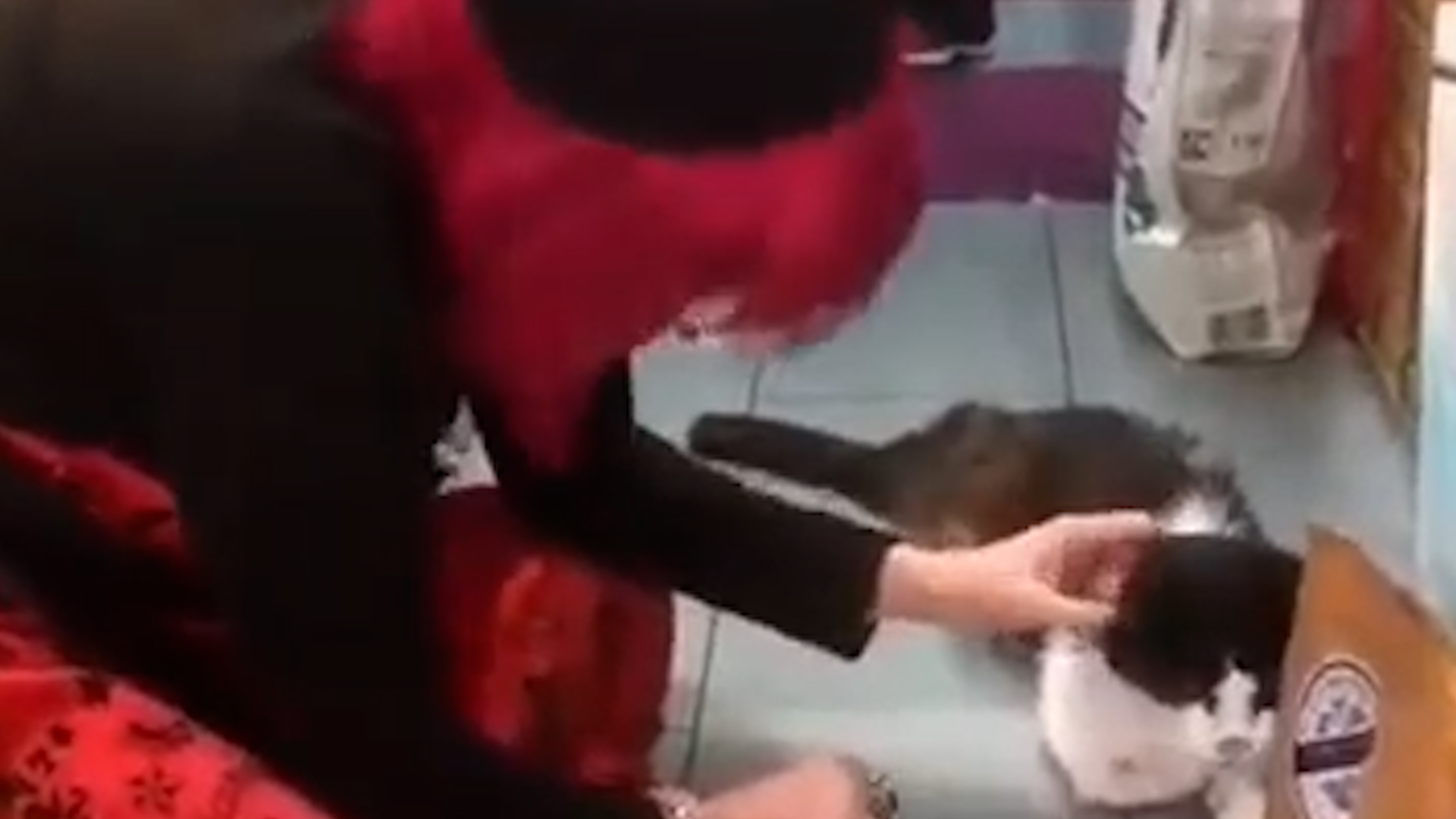 Cat Hilariously Dresses as Darth Vader 