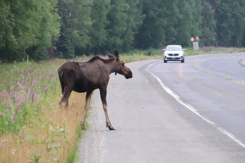 moose on the road