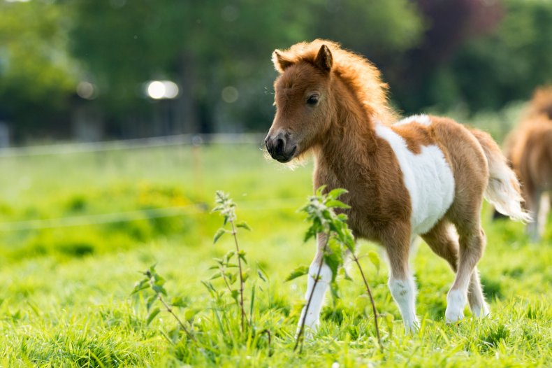 Pony in a field
