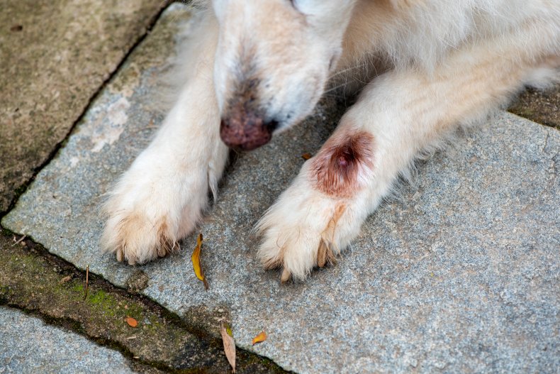 Botfly infection in dog's paw