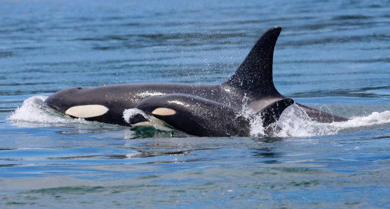 Southern Resident Killer Whale and Calf