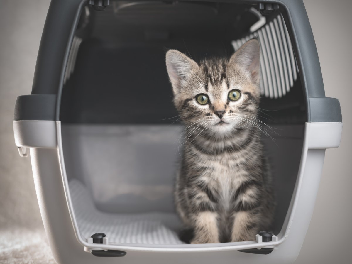 A kitten in a carrier. 
