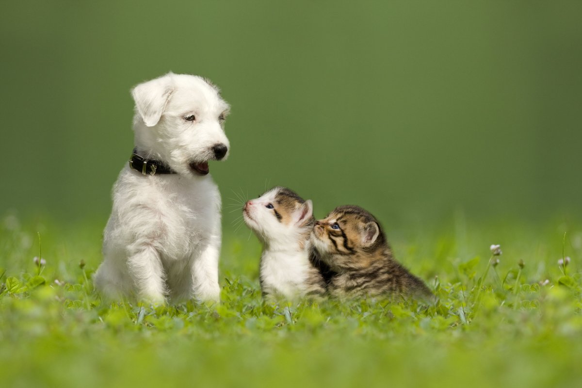 A puppy with a pair kittens.