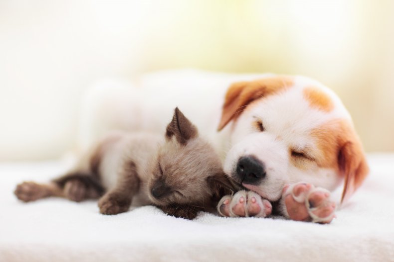 A puppy and a kitten napping together. 