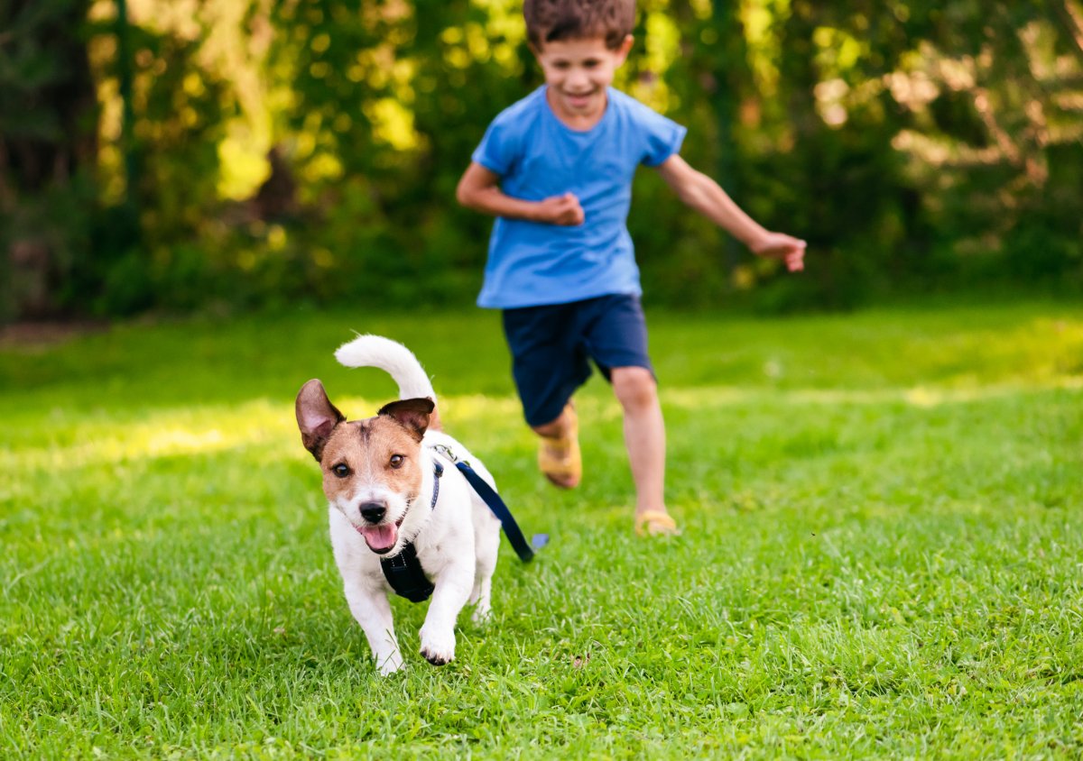 A boy chasing a puppy.