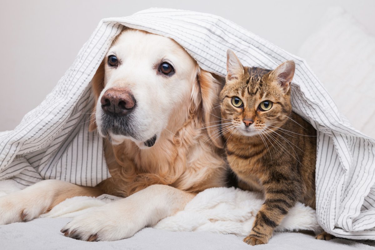 A dog and cat under a sheet. 