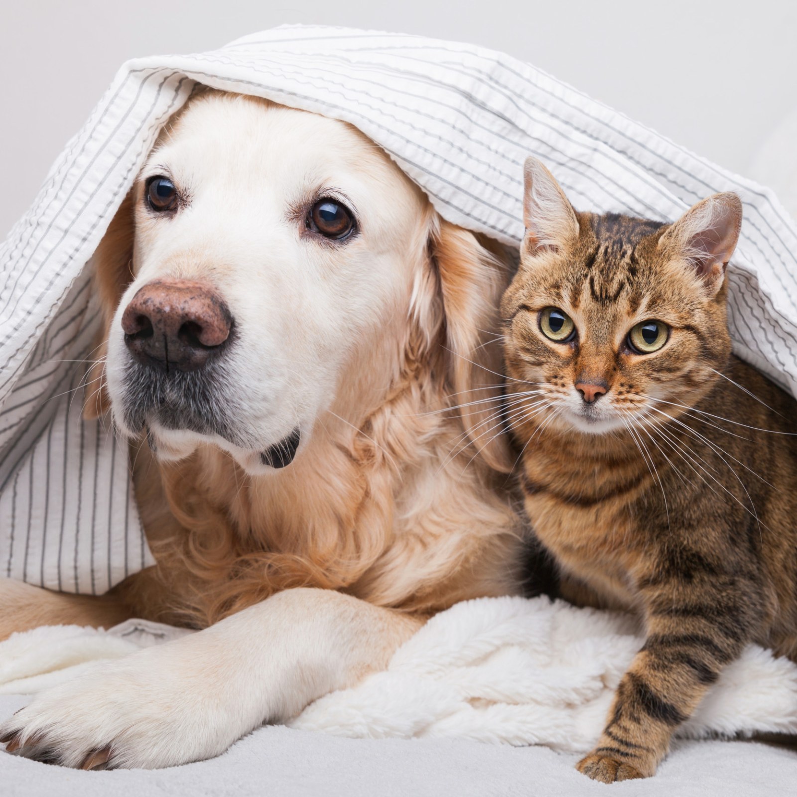 7 Mistakes to Avoid When Introducing Cats and Dogs