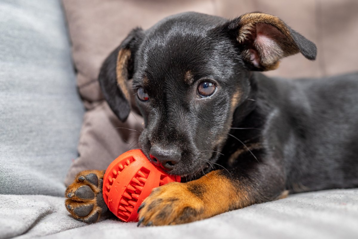 A puppy biting a dog toy. 