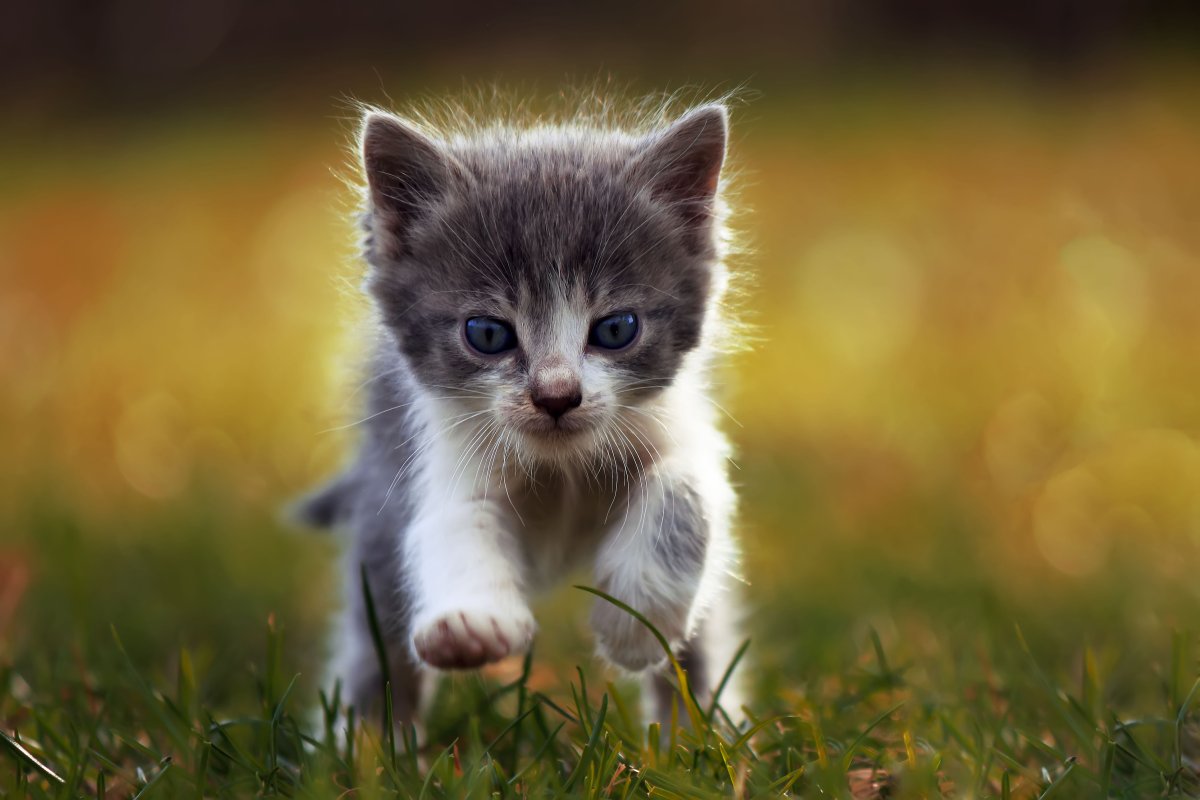 A kitten running in a field.