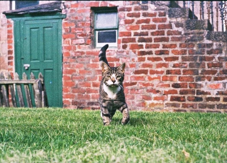 Cat Reunited With Family After Decade