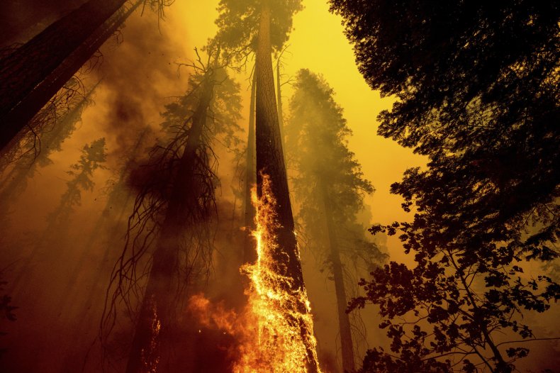 KNP Complex Fire Sequoia Park