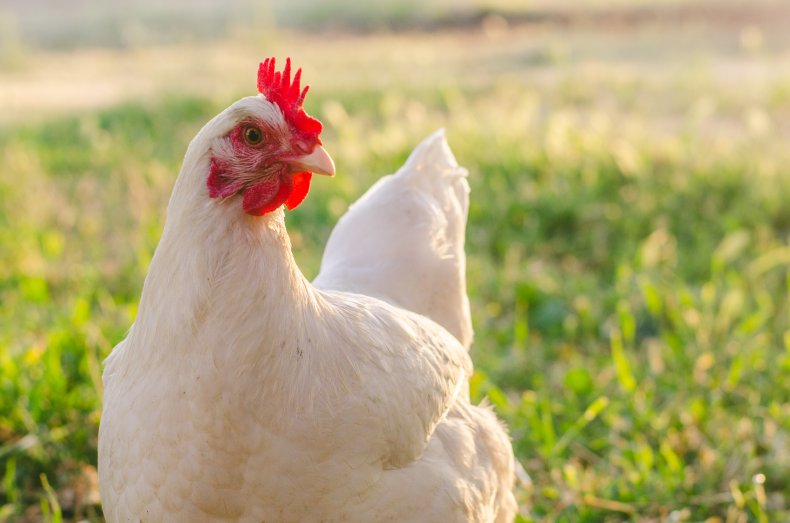 chicken