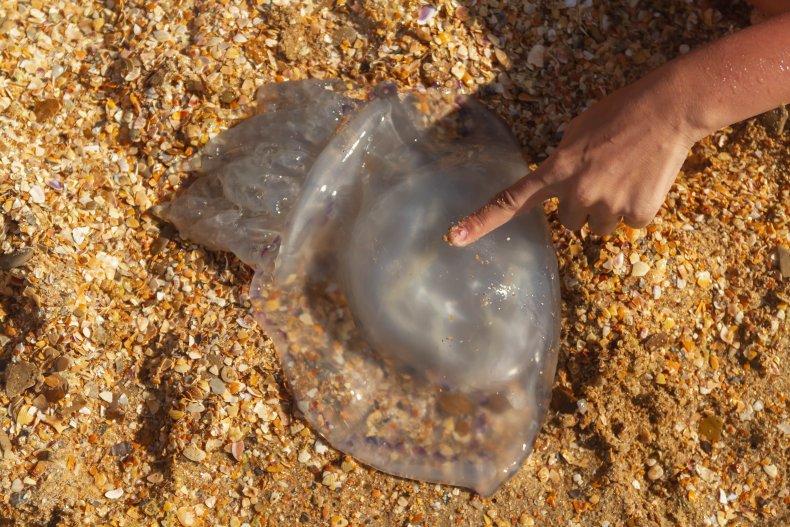 File photo of washed up jellyfish. 
