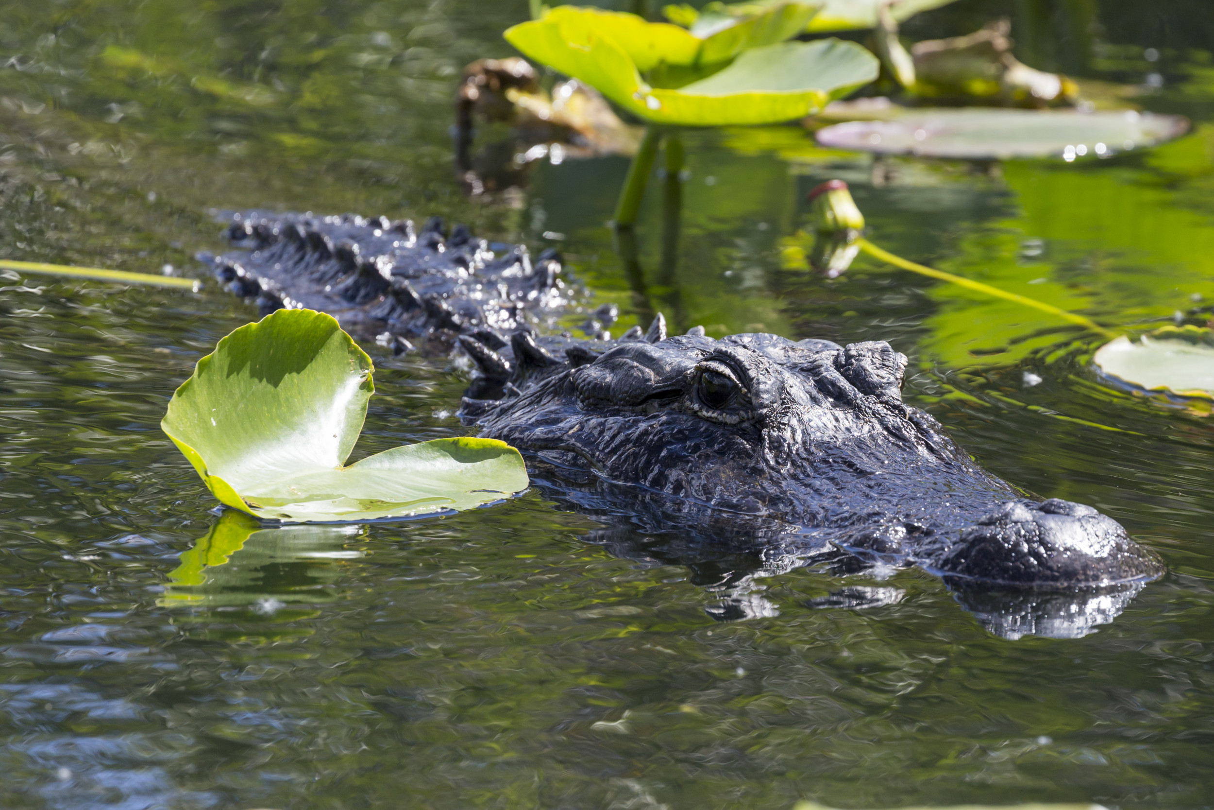 Florida Woman, 74, Fights Off Alligator to Save Pet Dog From Attack