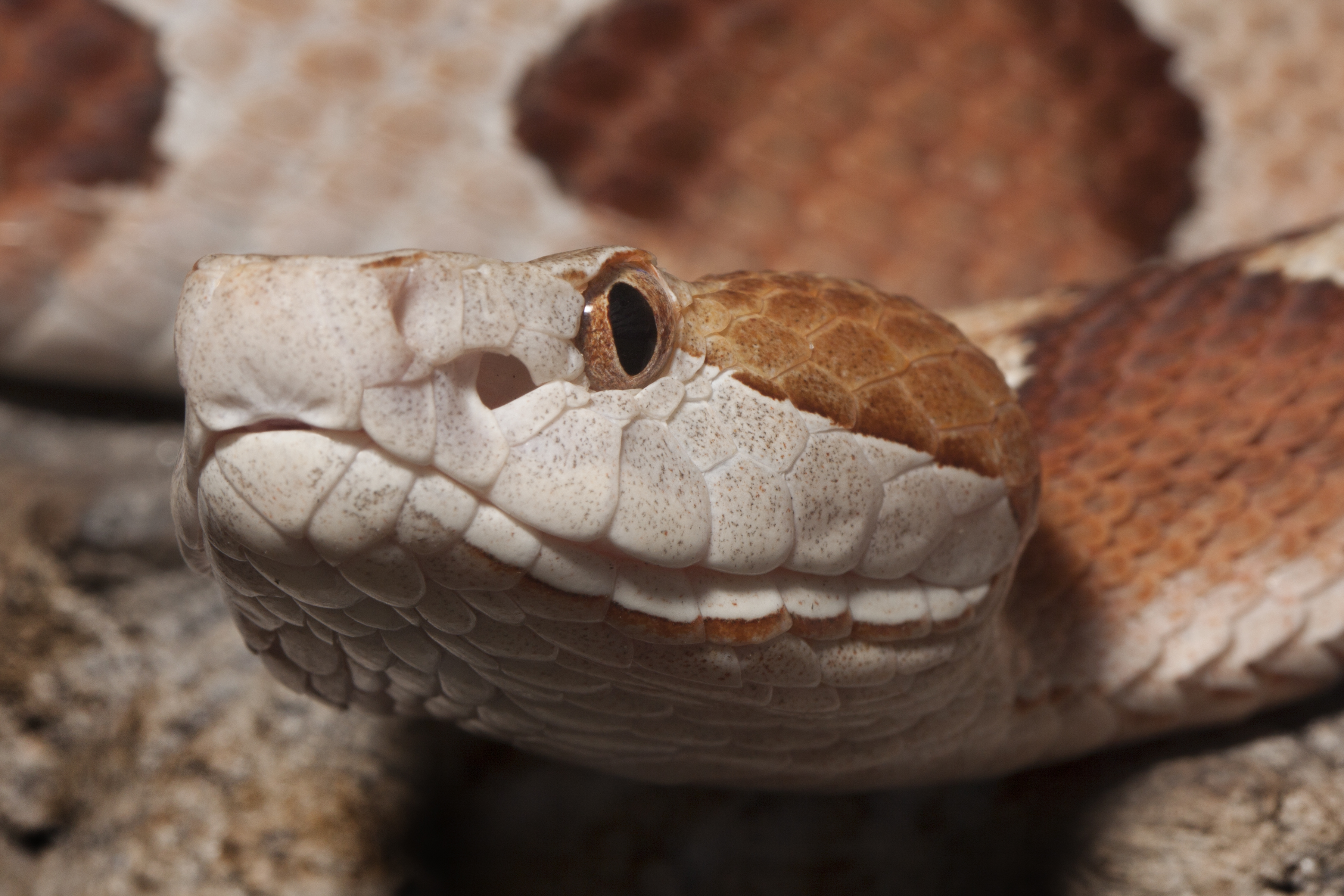 How much does it Cost to Cure a Snake Bite