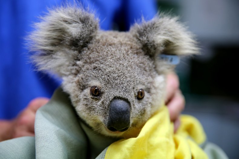 Pete the Koala