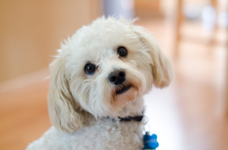 maltipoo dog, stock, getty