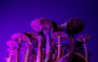 FE Shrooms LEAD FE Shrooms LEAD
