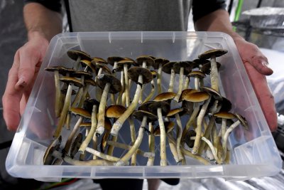 FE Shrooms 02 FE Shrooms 02