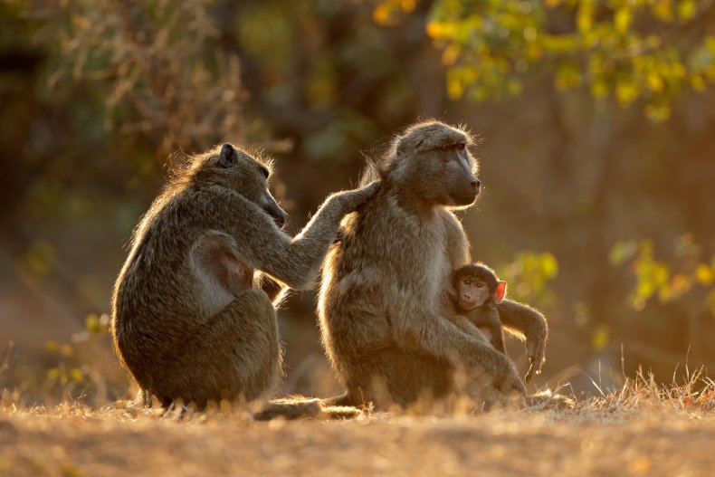 Family of Baboons