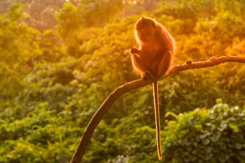 Monkey Holds Puppy Hostage in Tree