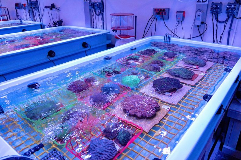 Saving Coral in Florida