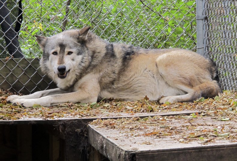 Timber Wolf