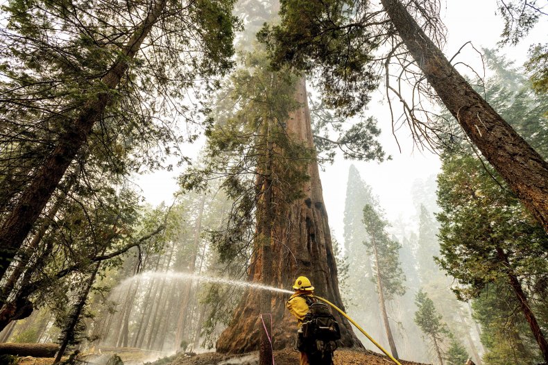 Sequoia Trees Avoid Wildfire Destruction