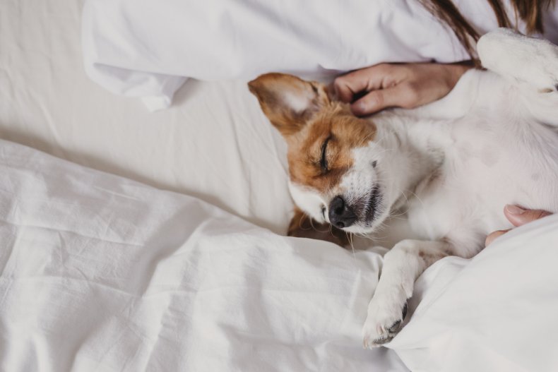Dog in bed