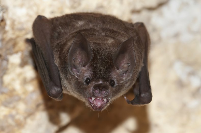 A bat hanging from a wall.