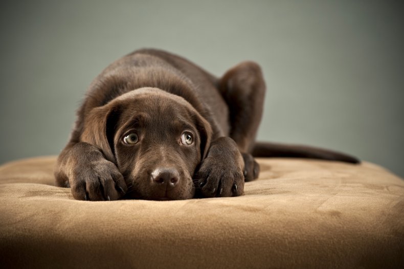 A puppy laying on a cushion.