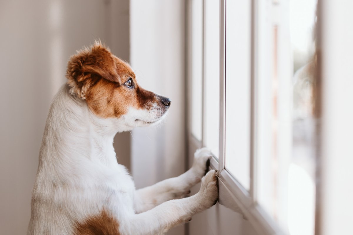 A small dog facing a window. 