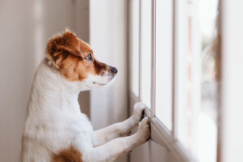 A small dog facing a window.